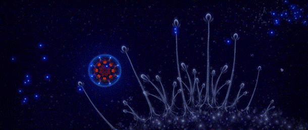Microcosmum2
